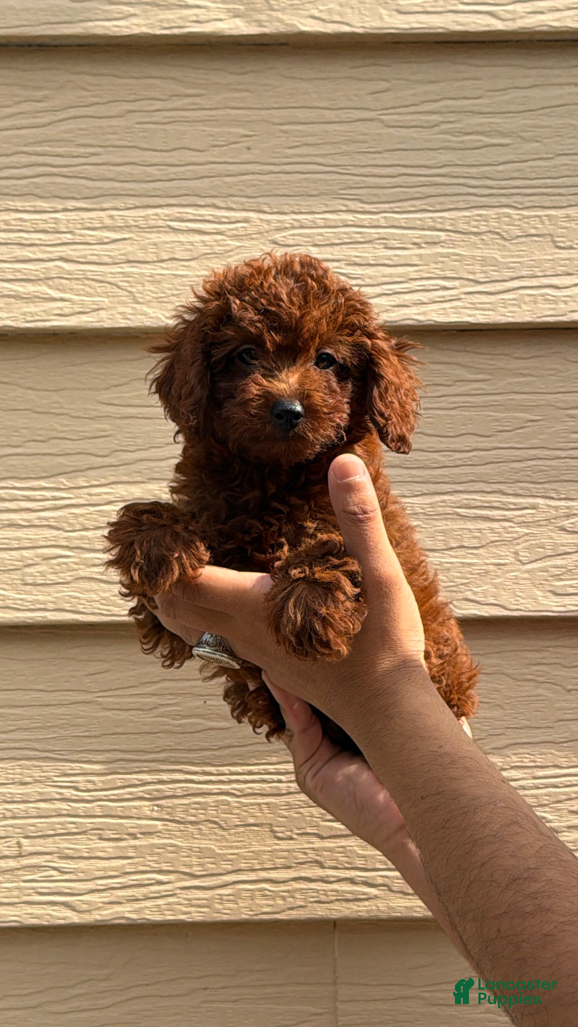 Toy Poodle dogs Toy Poodle 1 - Ad 2