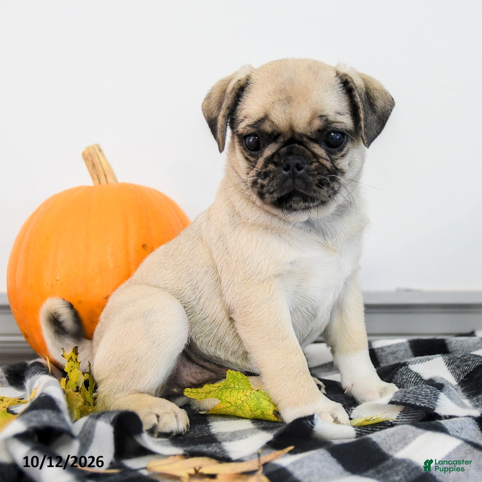 Pug dogs Poppy - Ad 1