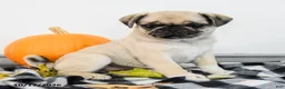 Pug dogs for sale: Poppy - Ad 1