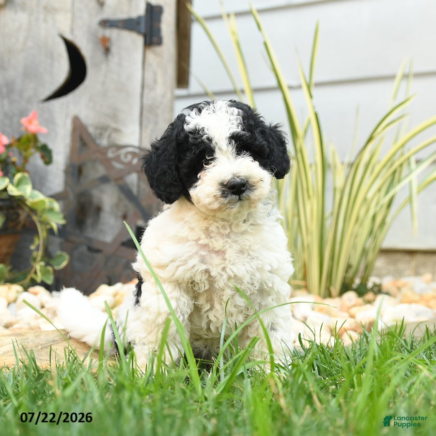 Miniature Poodle dogs for sale: Tempest - Ad 2