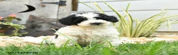 Miniature Poodle dogs for sale: Tempest - Ad 1