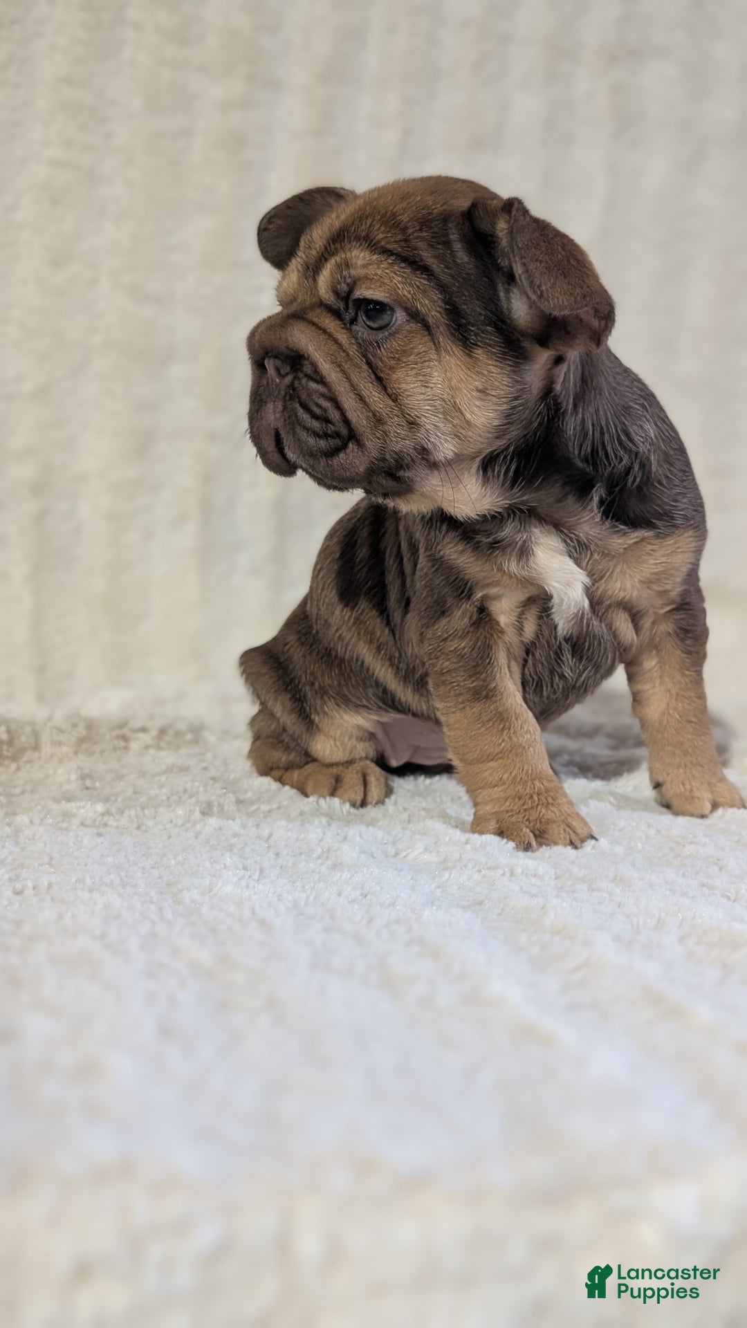 French Bulldog dogs for sale: Tessa - Ad 2