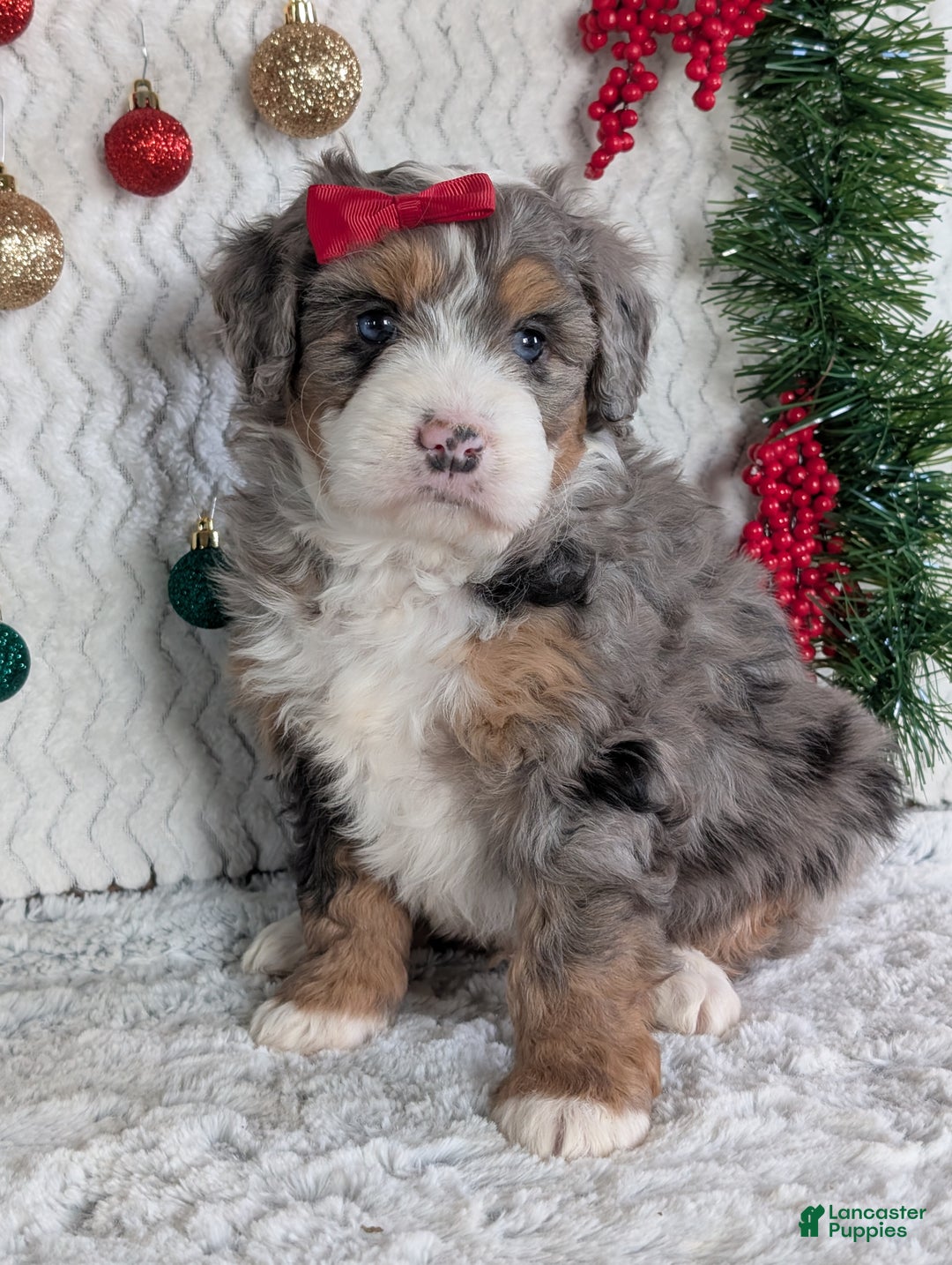 Mini Bernedoodle dogs for sale: Mini Niko  - Ad 17