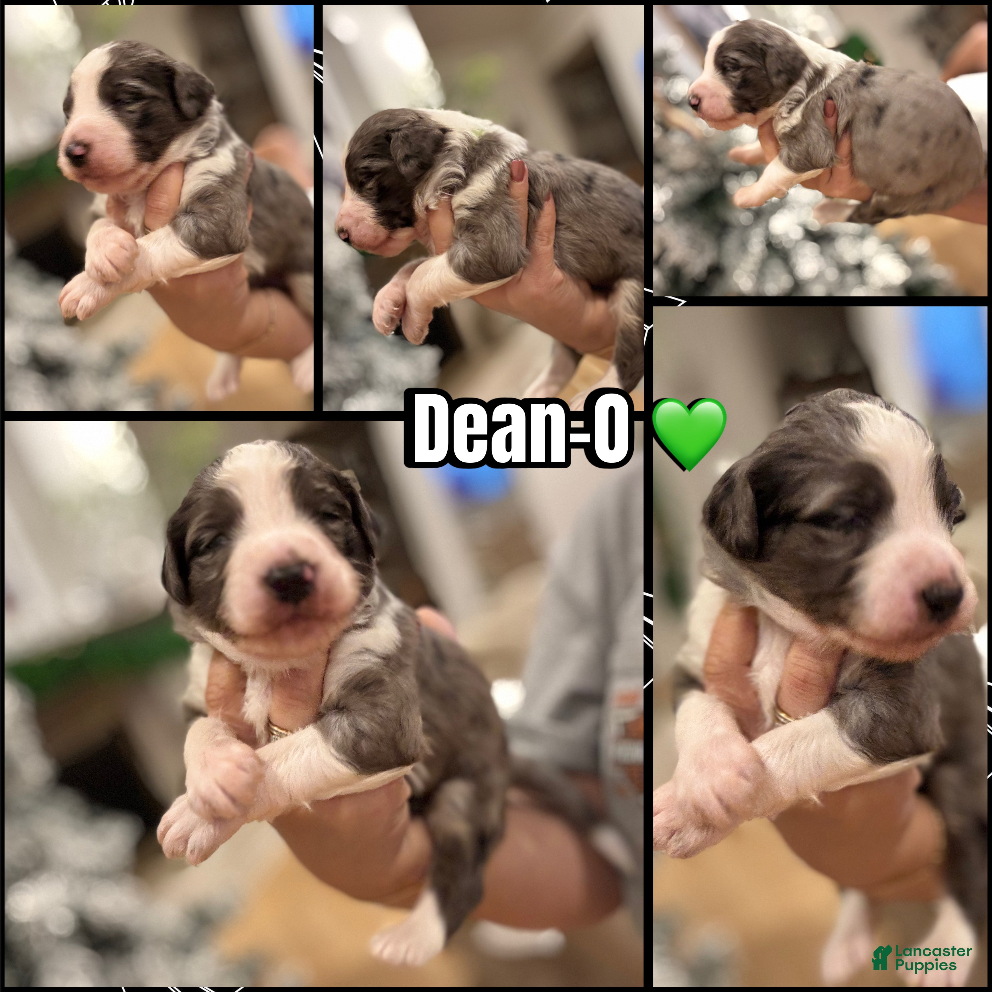 Bernedoodle dogs Dean-O - Ad 8