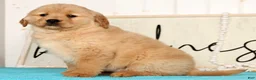 Golden Retriever dogs for sale: Roxey - Ad 7