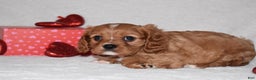 Cavalier King Charles Spaniel dogs for sale: Oona - Ad 12