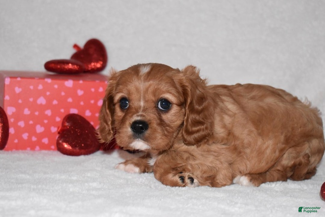 Cavalier King Charles Spaniel dogs for sale: Oona - Ad 12