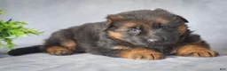 German Shepherd dogs for sale: Darling - Ad 4