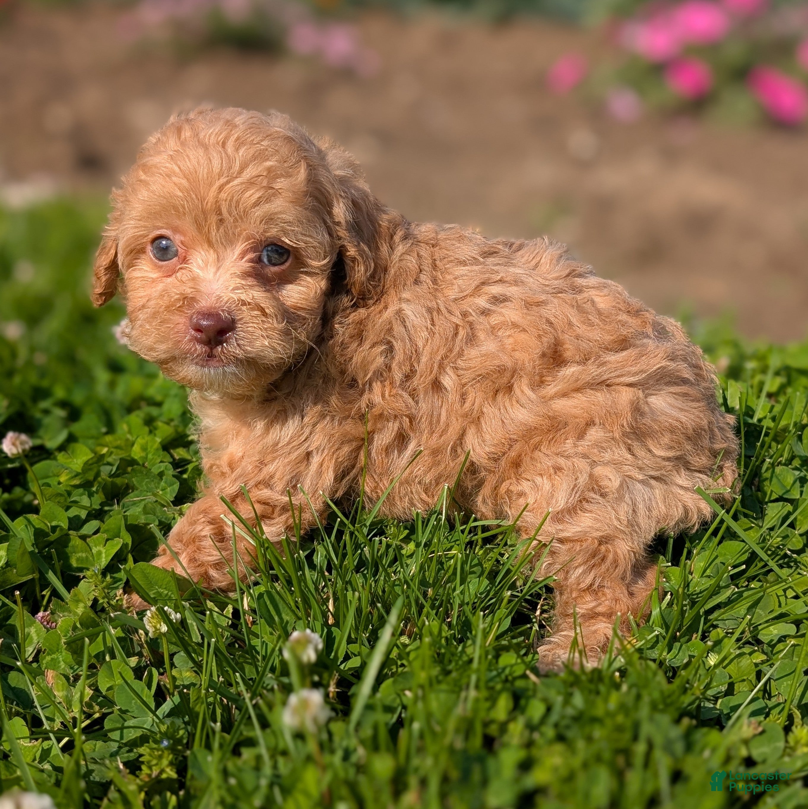 Toy Poodle dogs Scone - Ad 2