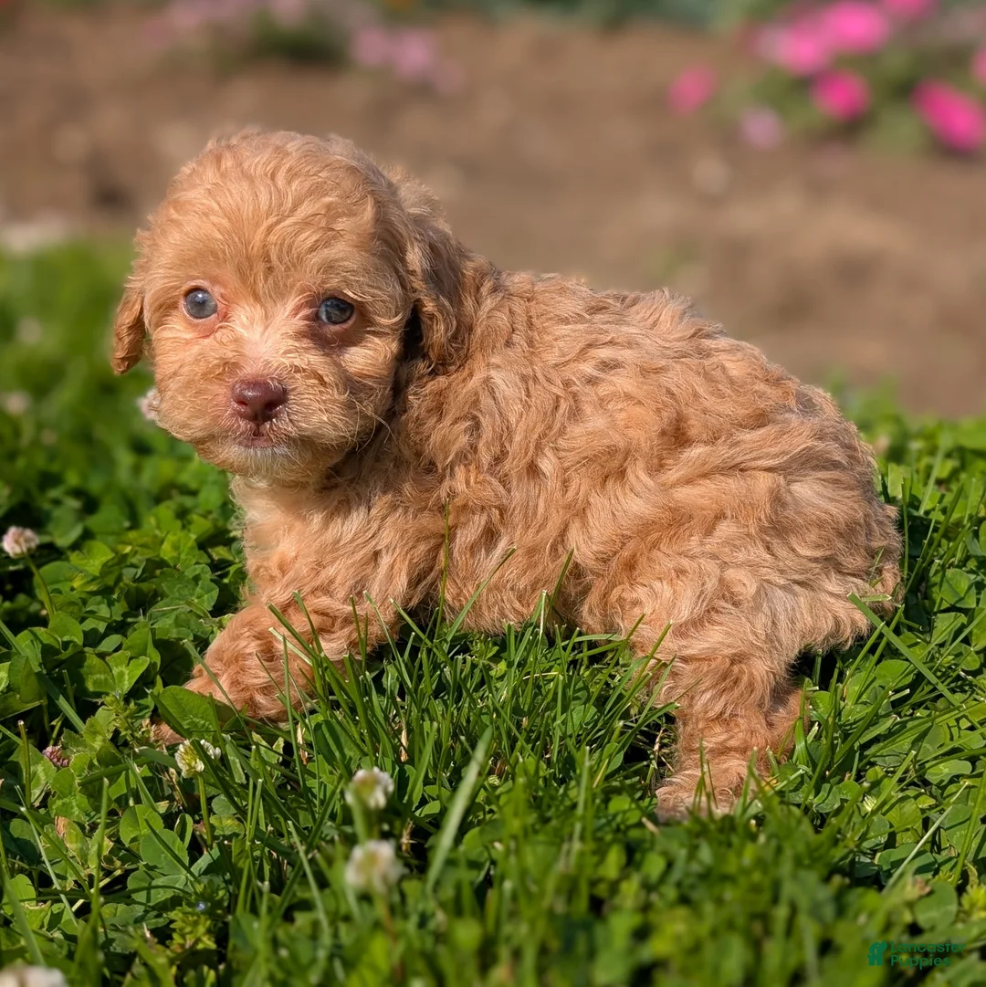 Toy Poodle dogs for sale: Scone - Ad 2