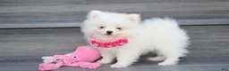 Pomeranian dogs for sale: Bianca  - Ad 9
