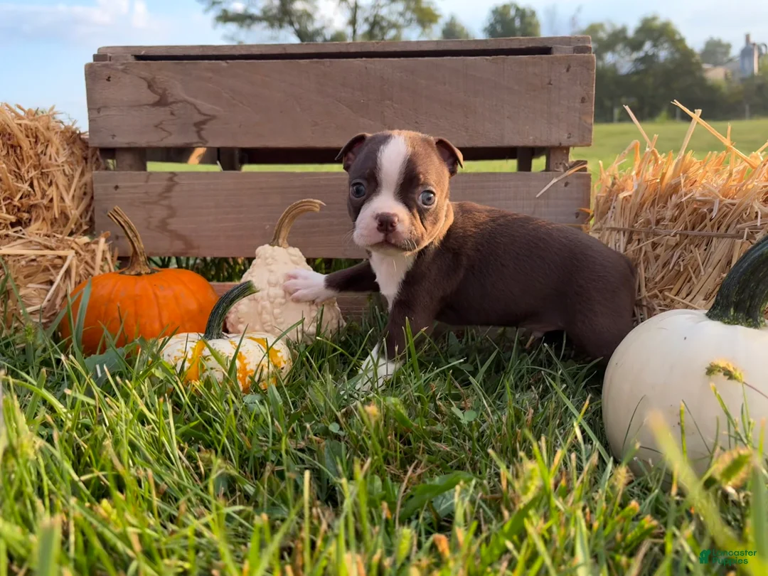 Boston Terrier dogs for sale: Dusty - Ad 2