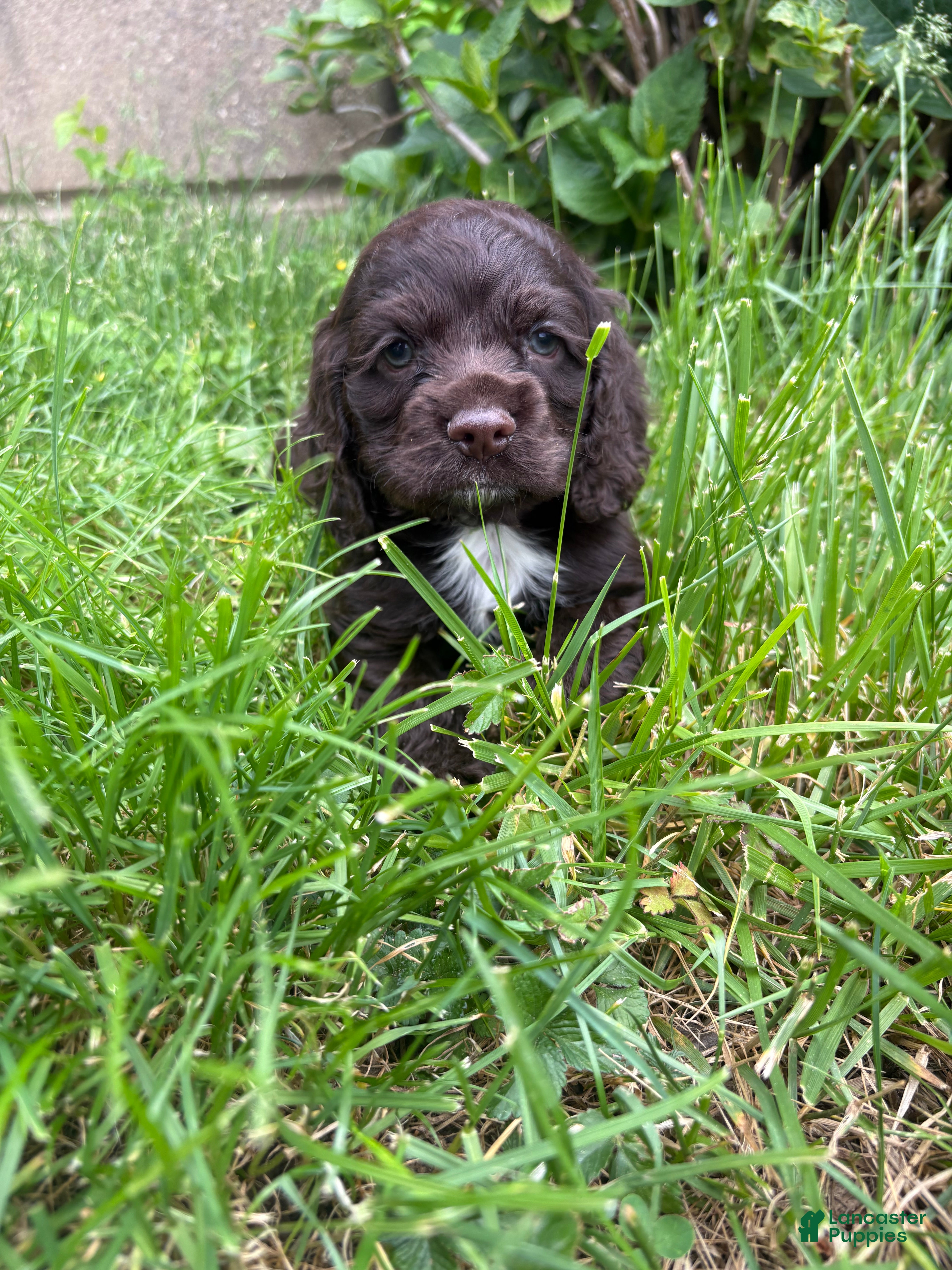 Cocker Spaniel dogs Hank Williams - Ad 2