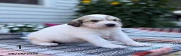 Great Pyrenees dogs for sale: Rhonda - Ad 8