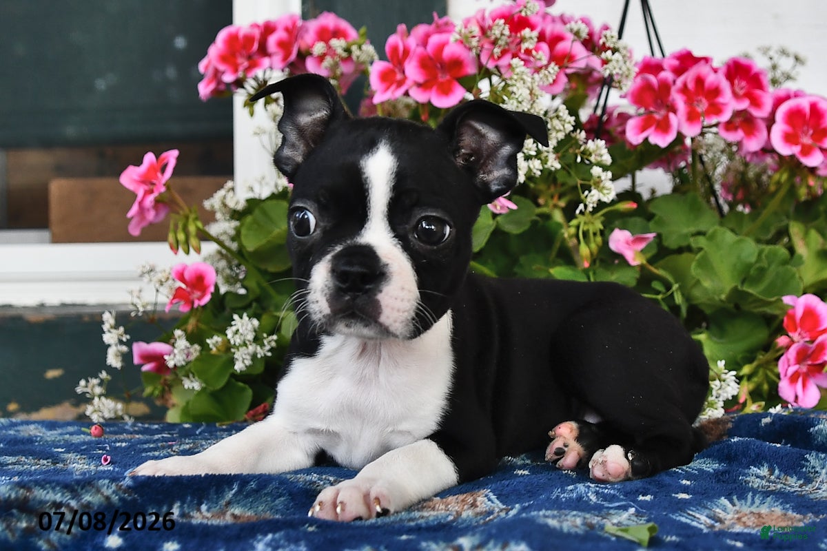 Boston Terrier dogs Lucinda - Ad 2