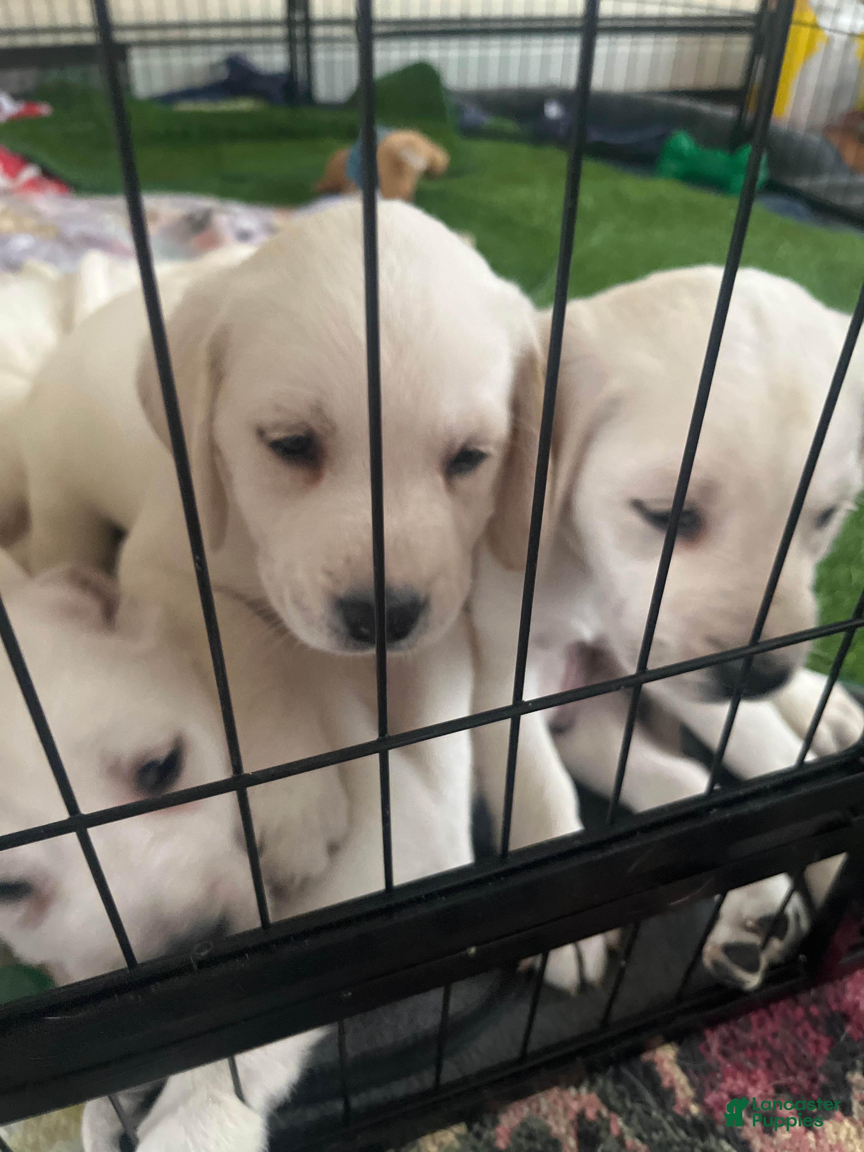 Labrador Retriever dogs Labrador Retriever Puppy 4 - Ad 18