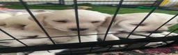 Labrador Retriever dogs for sale: Labrador Retriever Puppy 4 - Ad 1