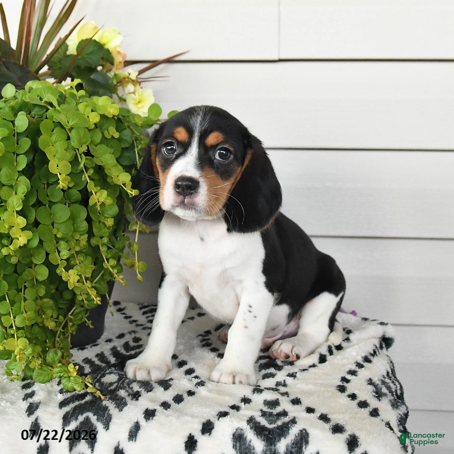 Beaglier dogs Milo - Ad 1