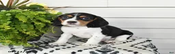 Beaglier dogs for sale: Milo - Ad 1