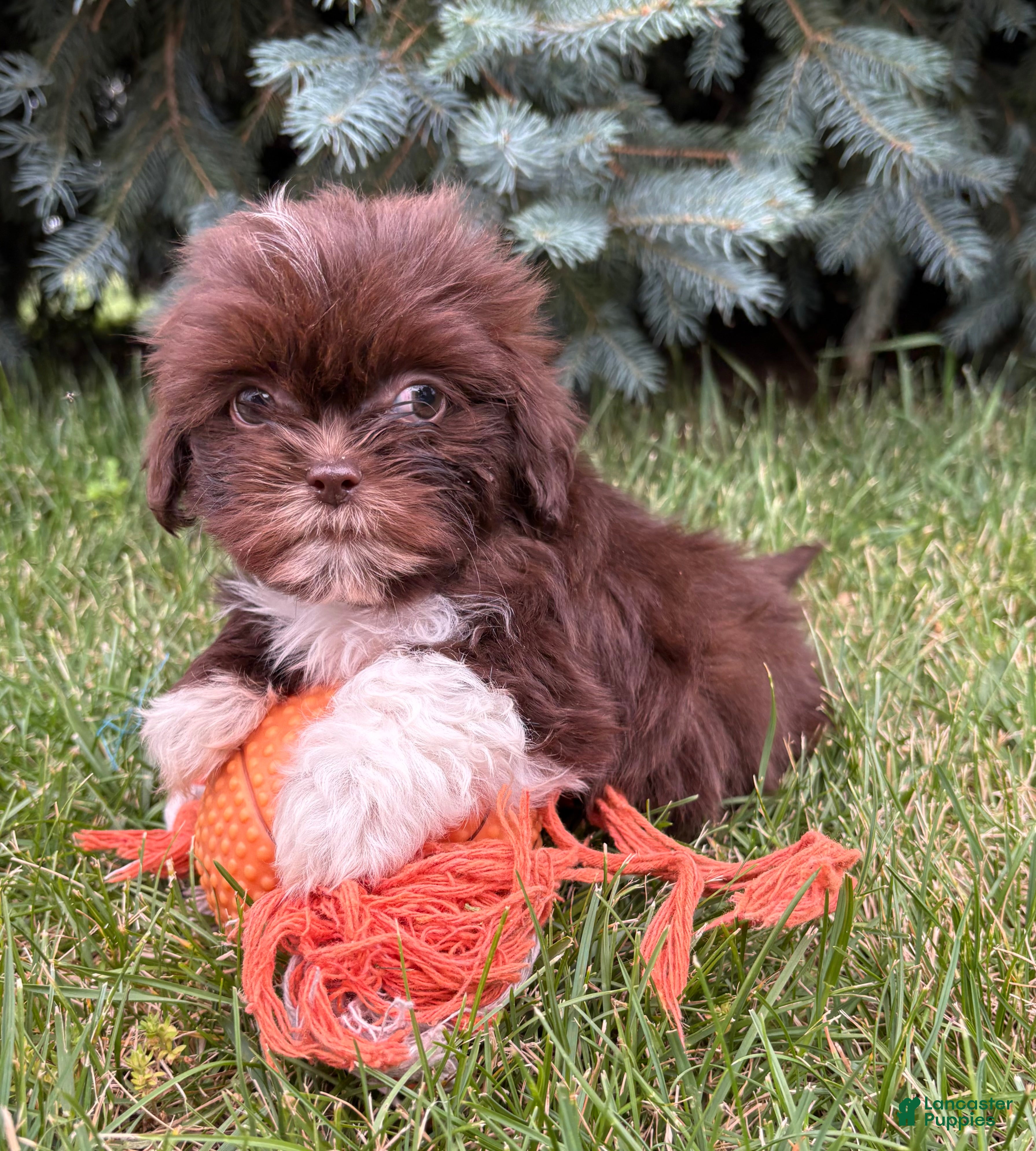 Shih Tzu dogs Hazelnut - Ad 1