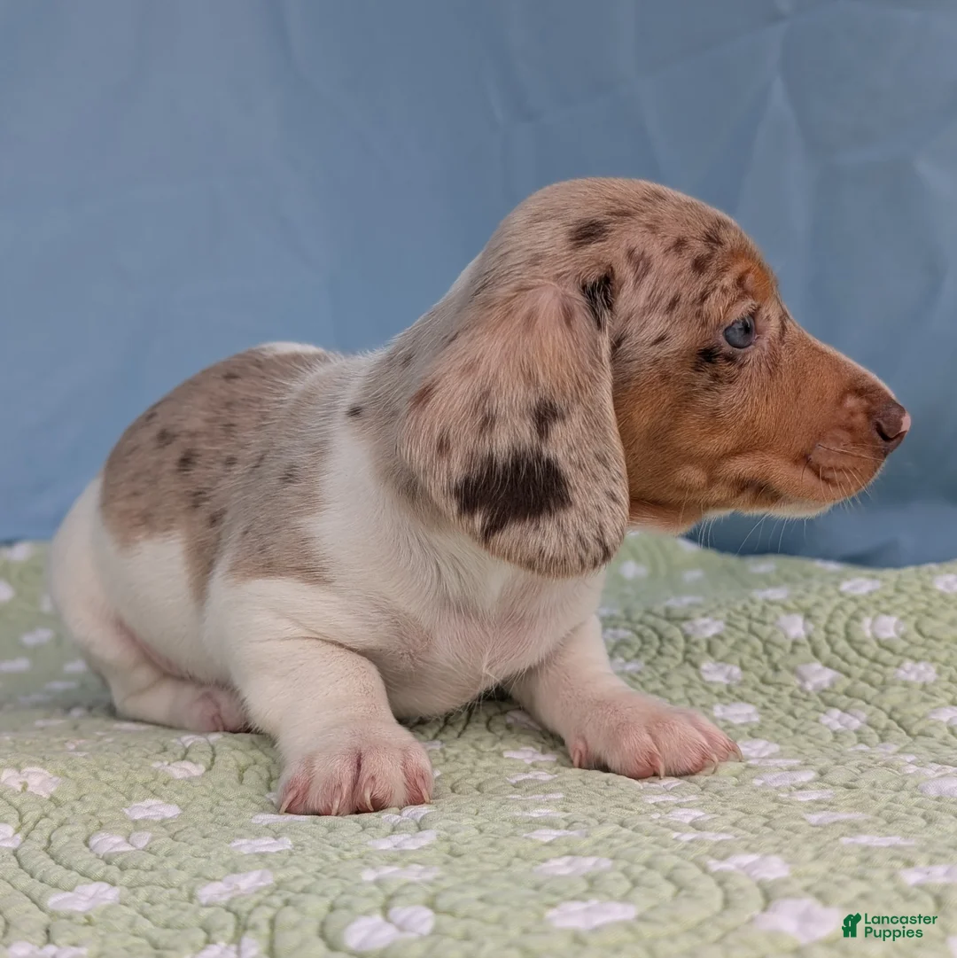 Miniature Dachshund dogs for sale: Cookie - Ad 6