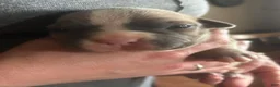 American Bully dogs for sale: American Bully Male - Ad 3