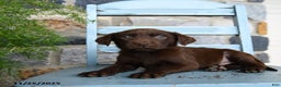 Labrador Retriever dogs for sale: Chip - Ad 2