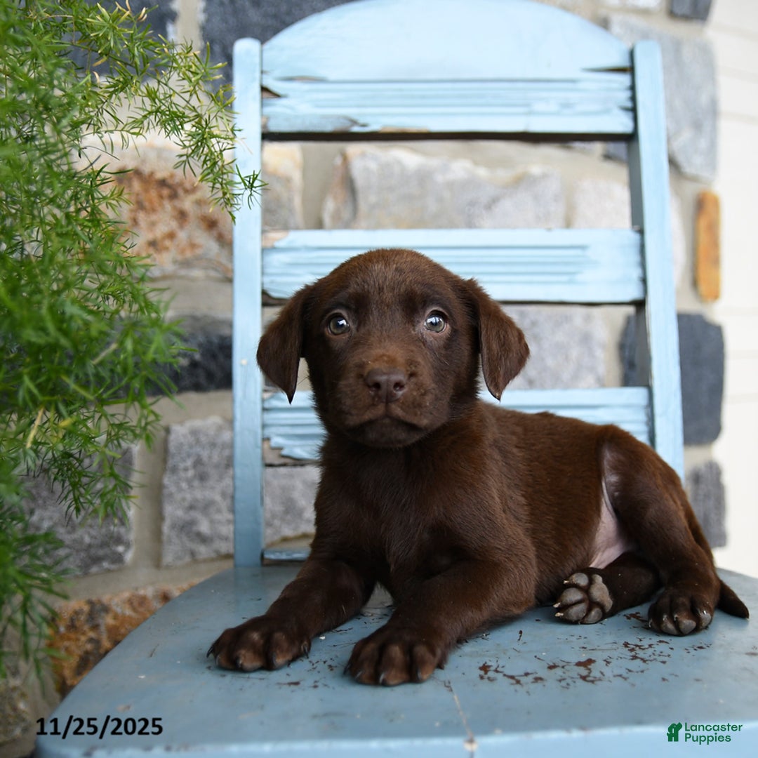 Labrador Retriever dogs for sale: Chip - Ad 2