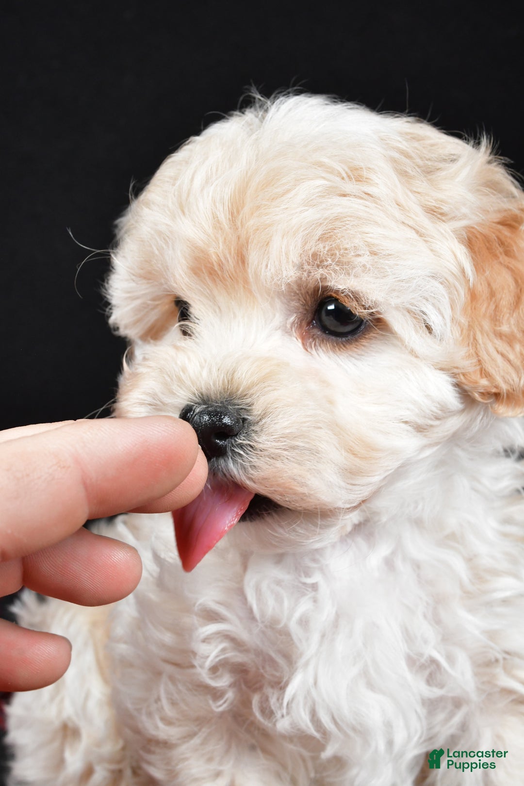 Maltipoo dogs for sale: Frankie - Ad 9