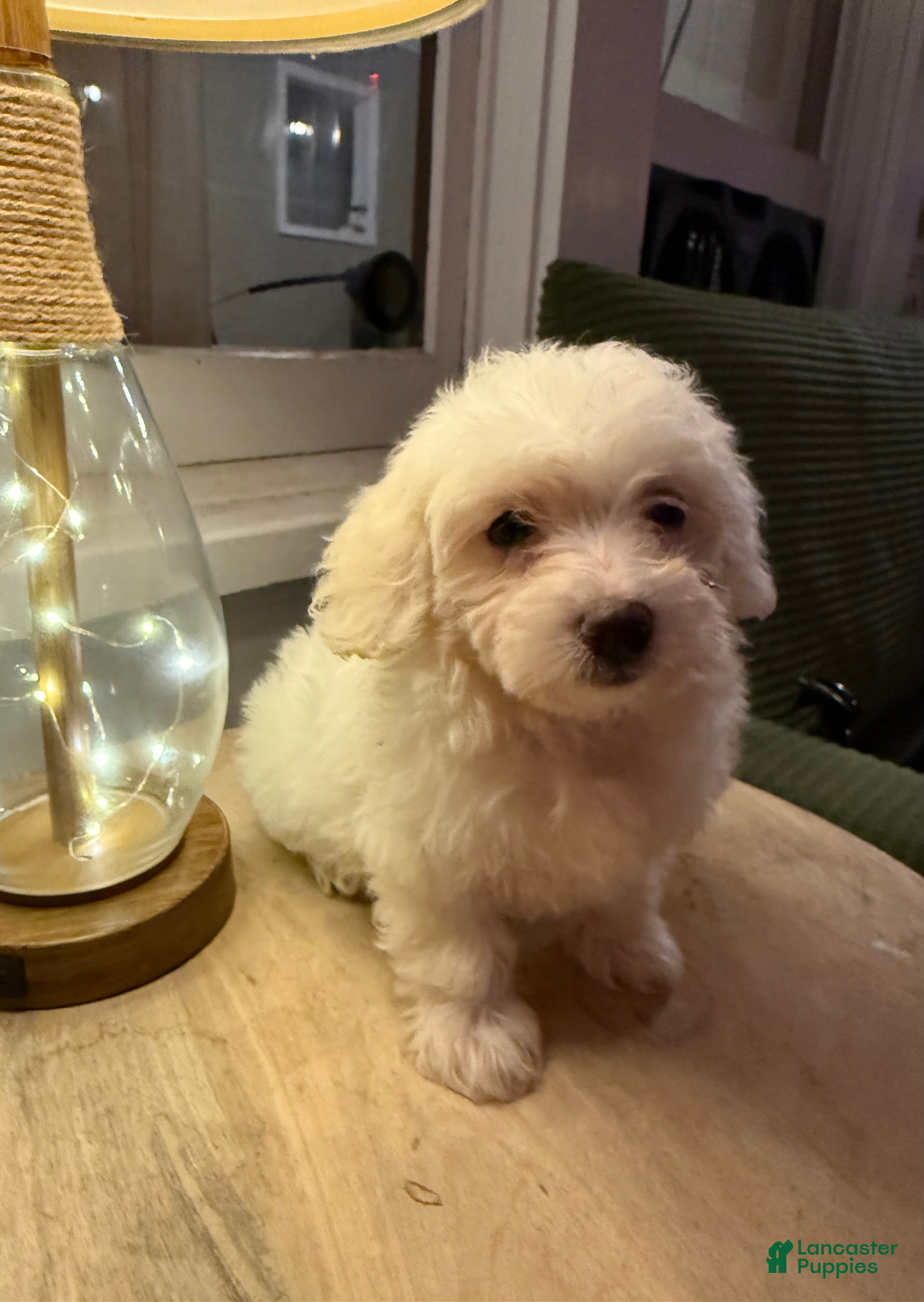 Miniature Poodle dogs Stella - Ad 1
