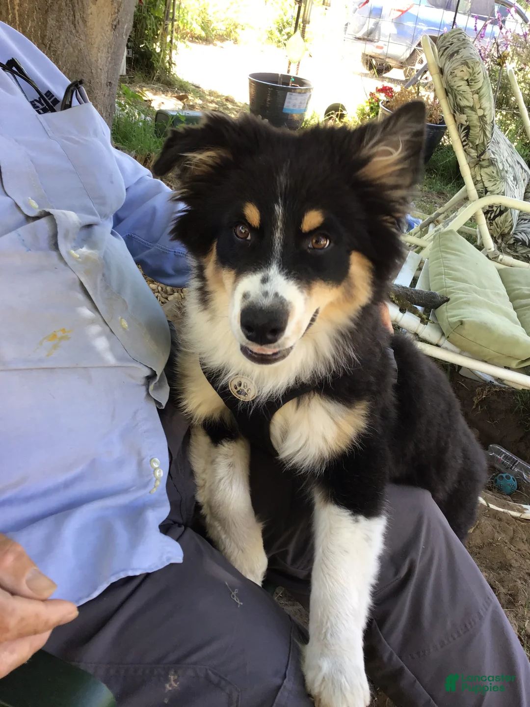 Australian Shepherd dogs for sale: Australian Shepherd 3 Freckles - Ad 2