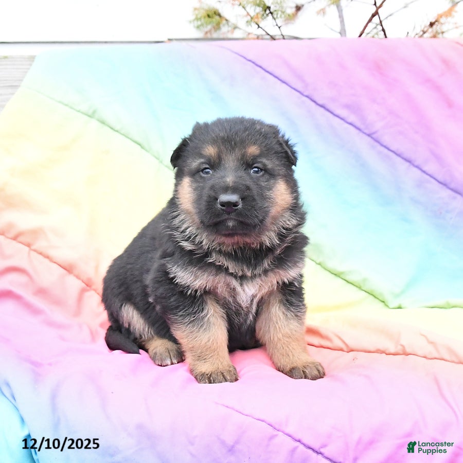 German Shepherd dogs Leo - Ad 22