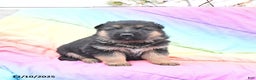 German Shepherd dogs for sale: Leo - Ad 1