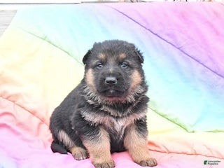 German Shepherd dogs Leo - Ad 15