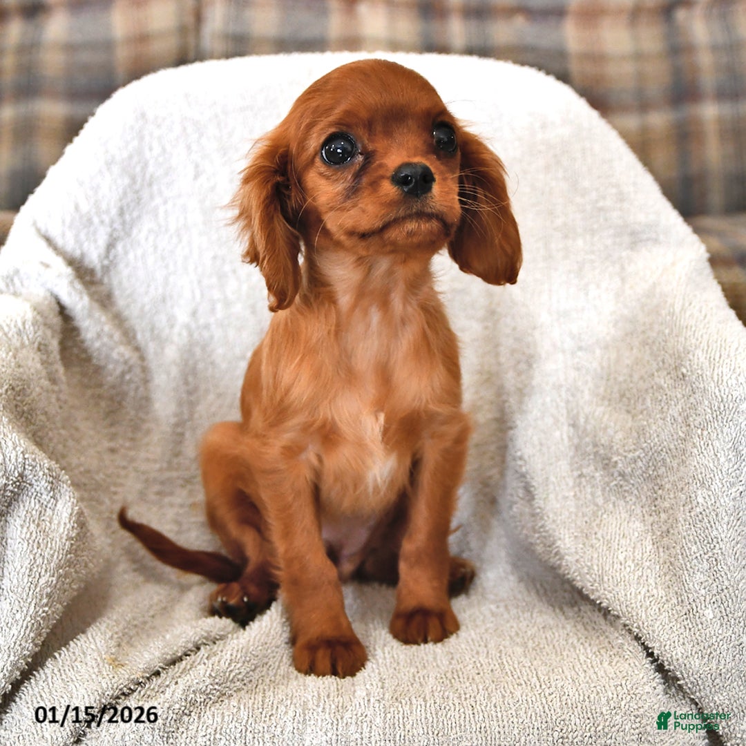Cavalier King Charles Spaniel dogs for sale: Pansy - Ad 3