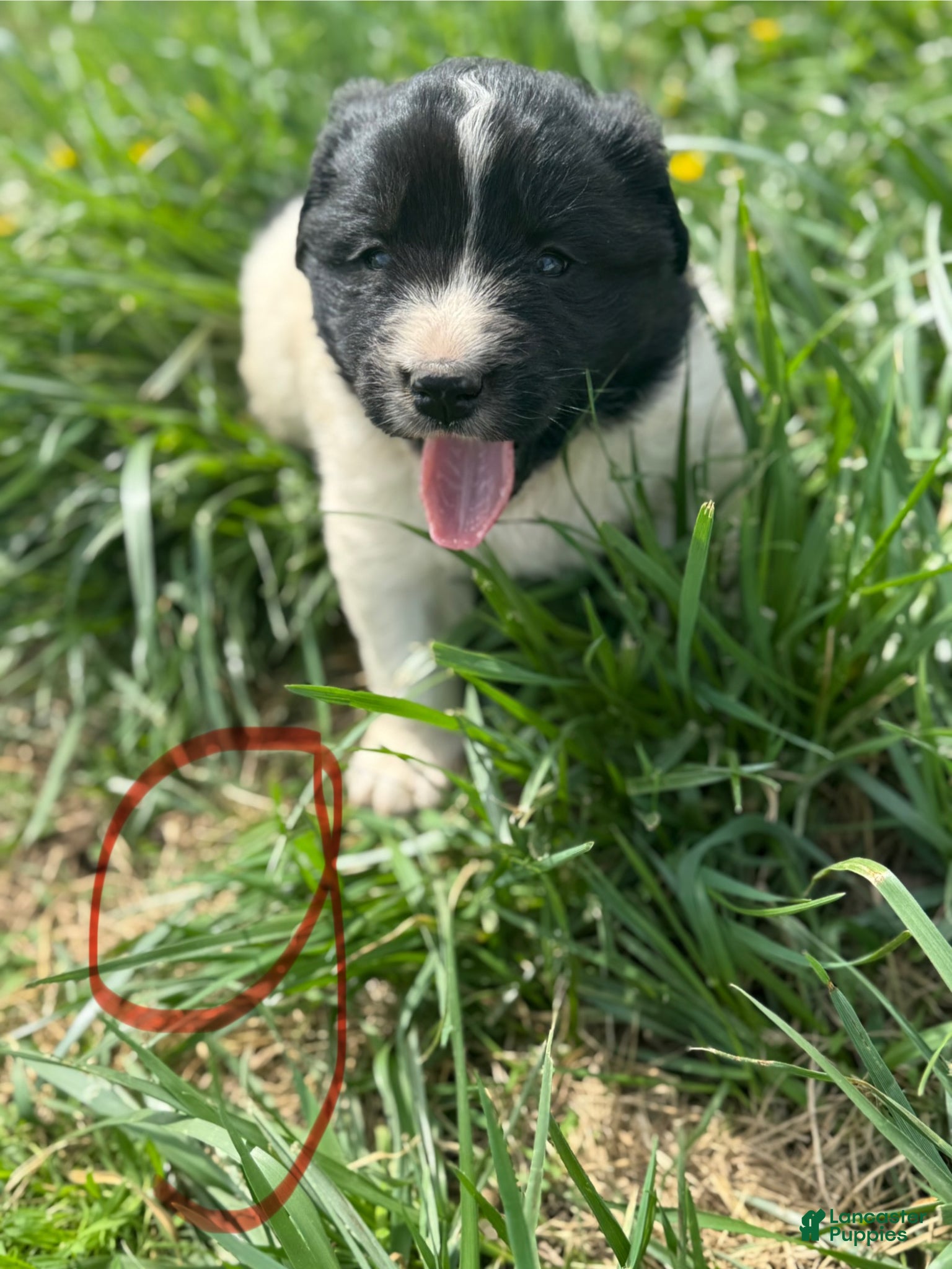 Mixed Breed dogs Mixed Breed Puppy 4 - Ad 31