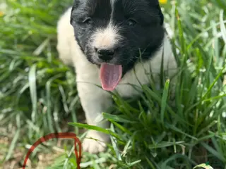 Mixed Breed dogs Mixed Breed Puppy 4 - Ad 31