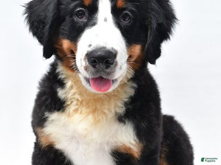 Bernese Mountain Dog dogs - Ad 36