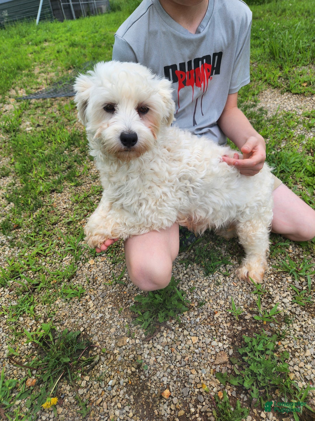 Havanese dogs for sale: Gi Gi - Ad 7