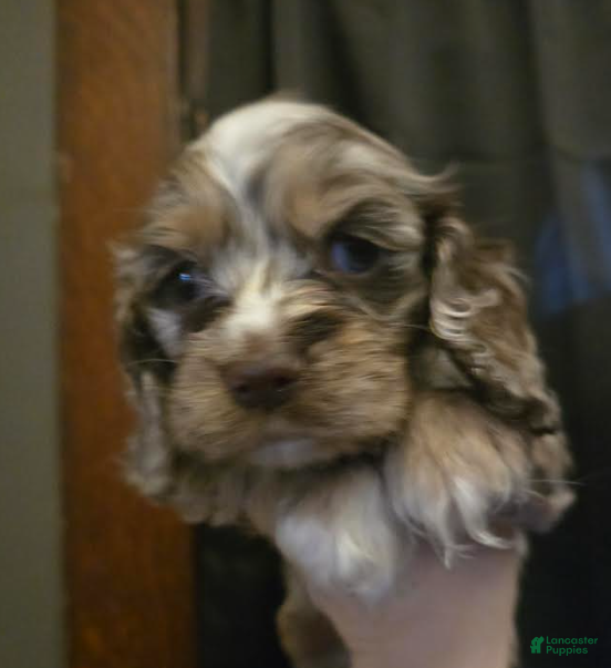 Cocker Spaniel dogs Lexi - Ad 6