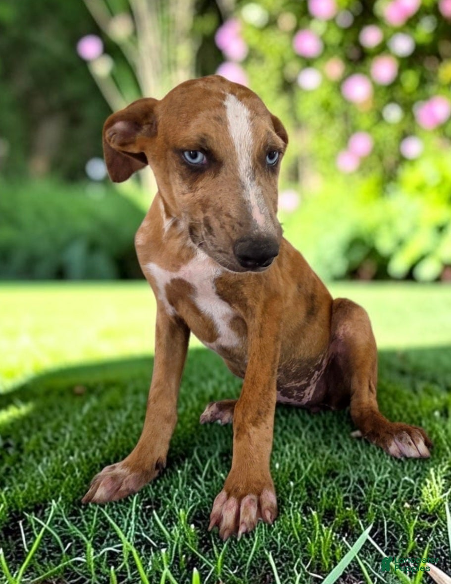 Catahoula Leopard Dog dogs Tigger 2026 Female 1 - Ad 8