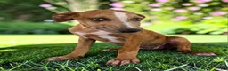 Catahoula Leopard Dog dogs for sale: Tigger 2026 Female 1 - Ad 1
