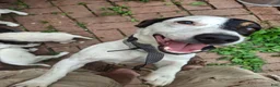 Jack Russell Terrier dogs for sale: Jack Russell Terrier 3 - Ad 21