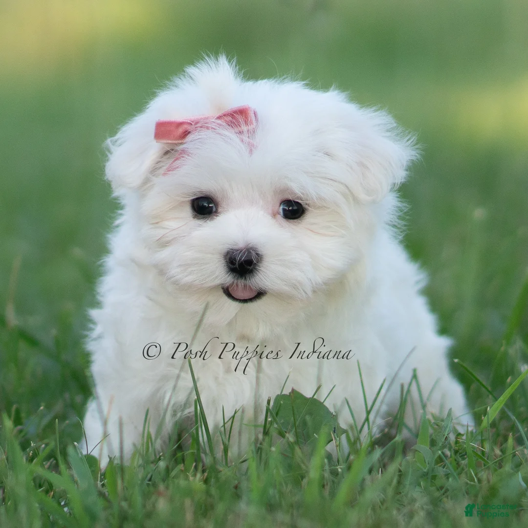 Maltese dogs for sale: Tulip - Ad 2