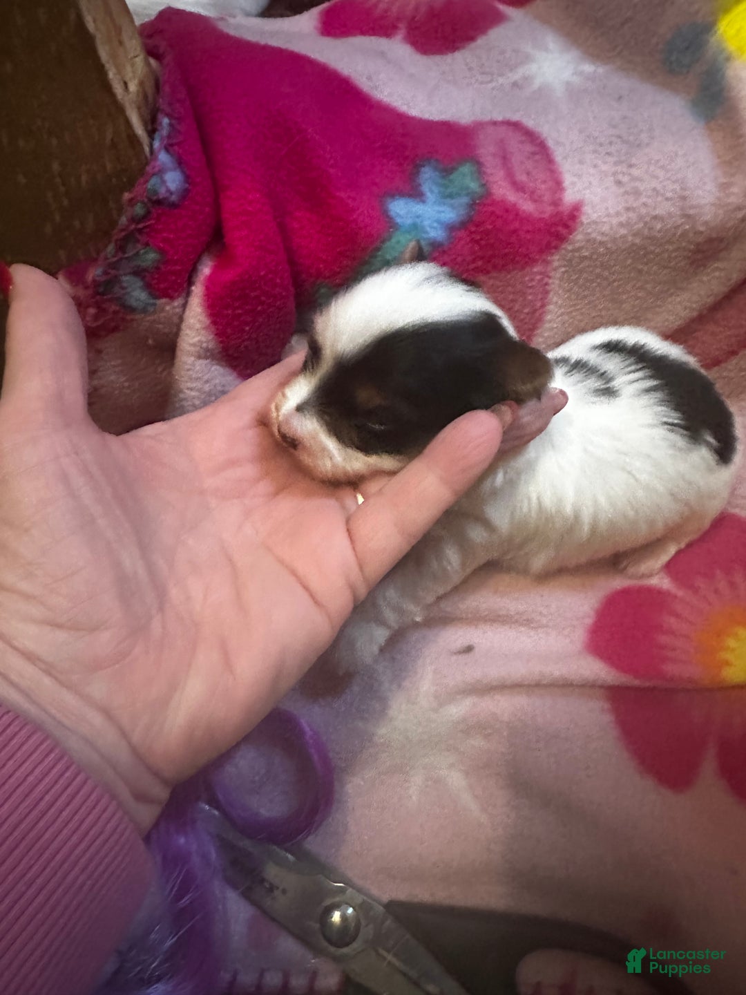 Yorkshire Terrier dogs for sale: AKC Nimbus  - Ad 11