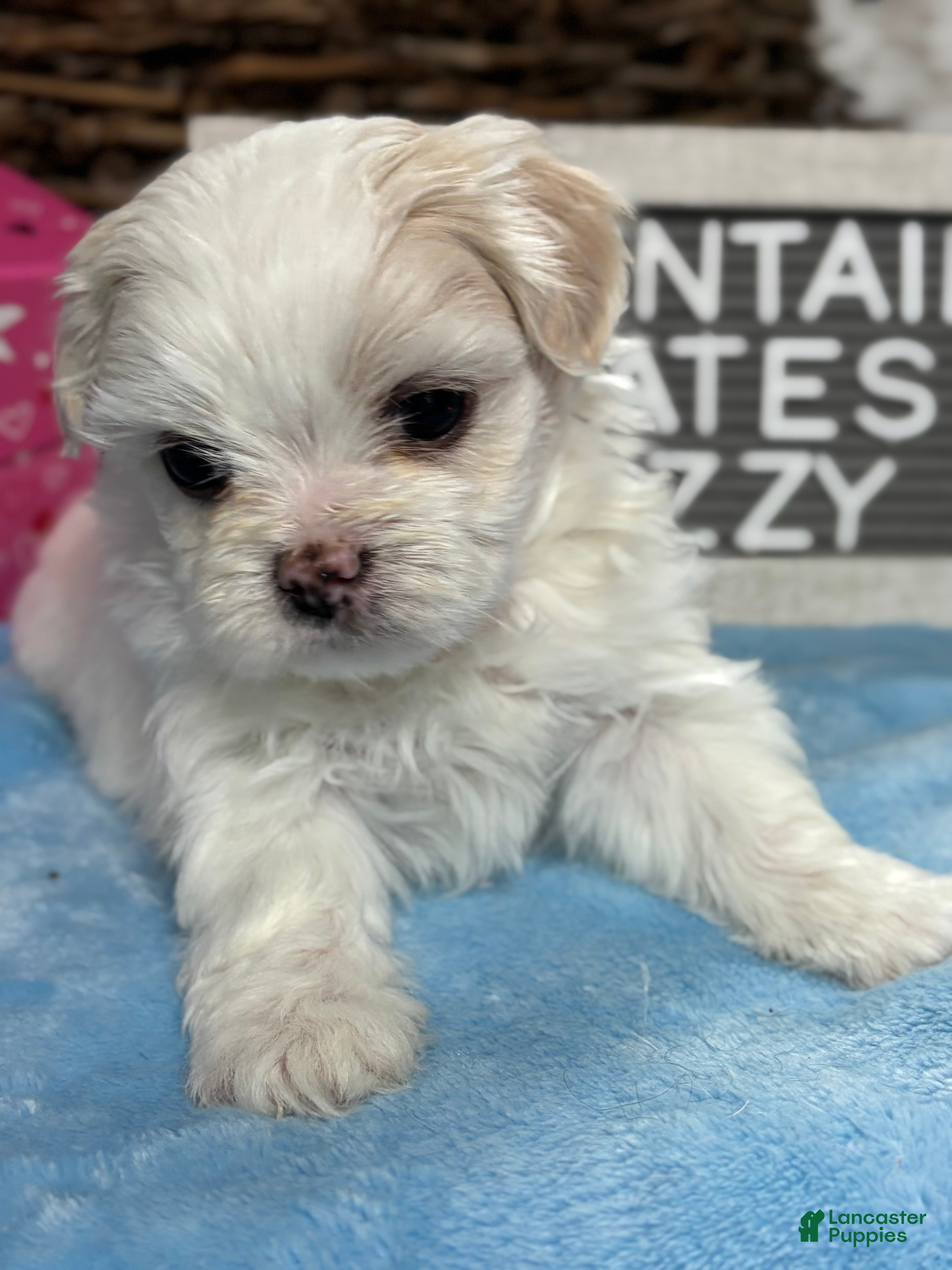 Maltipoo dogs Tiny little OZZIE - Ad 2