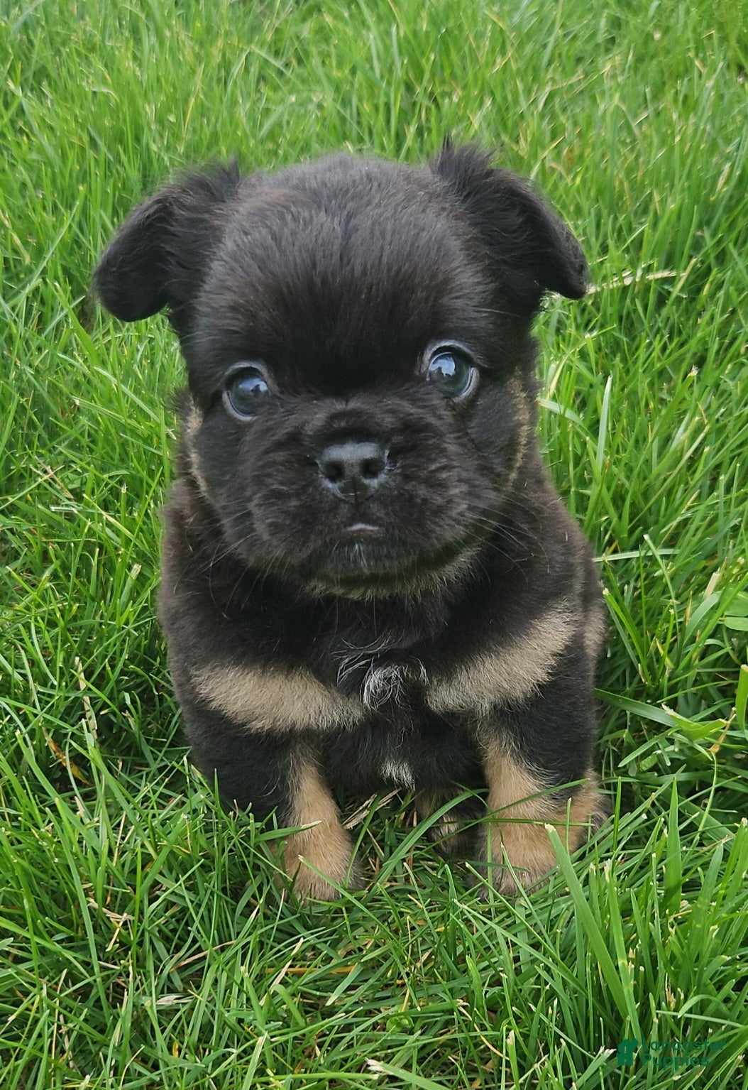 French Bulldog dogs Junior - Ad 2