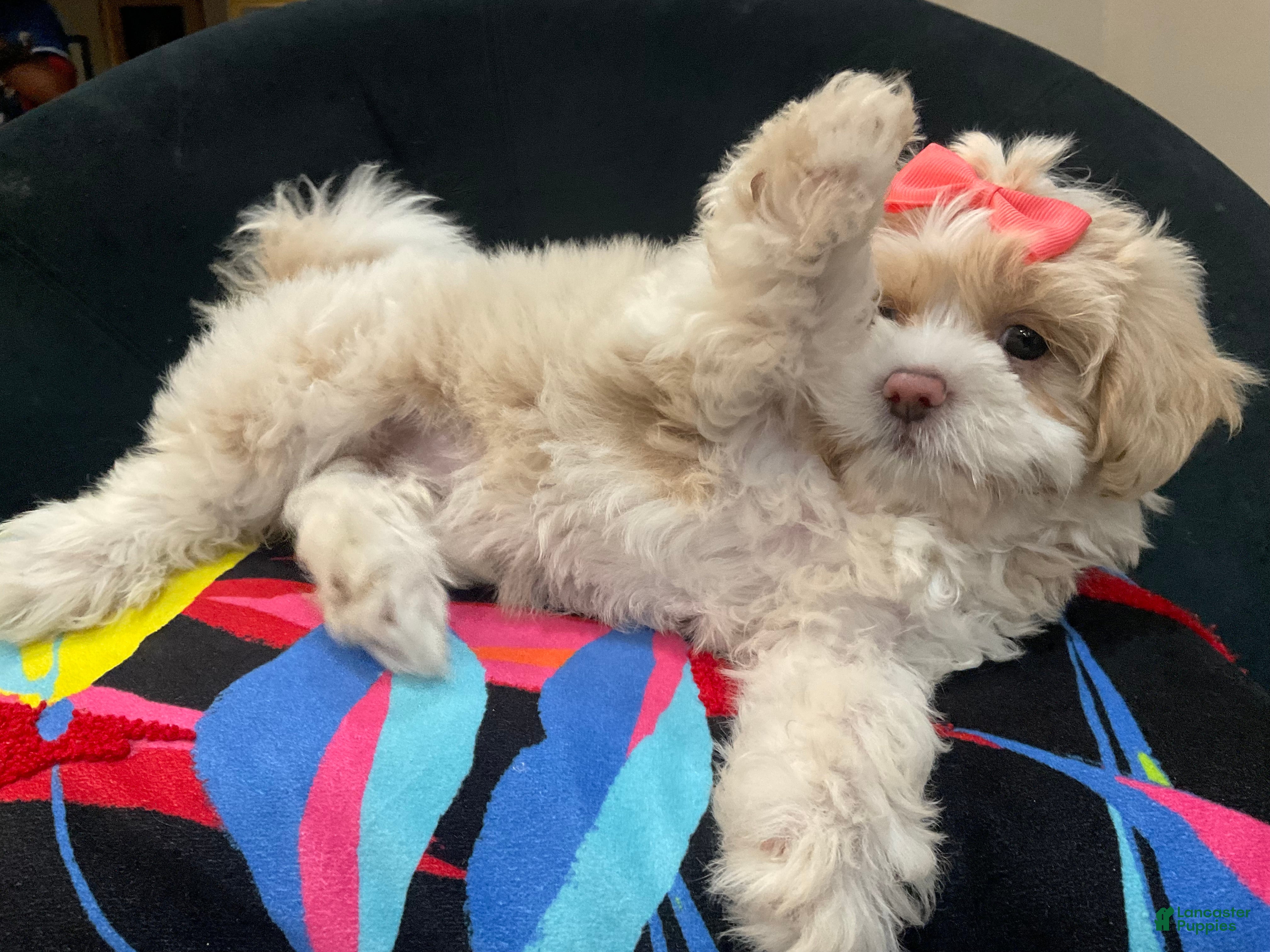 Mixed Breed dogs LeeLee - Ad 22