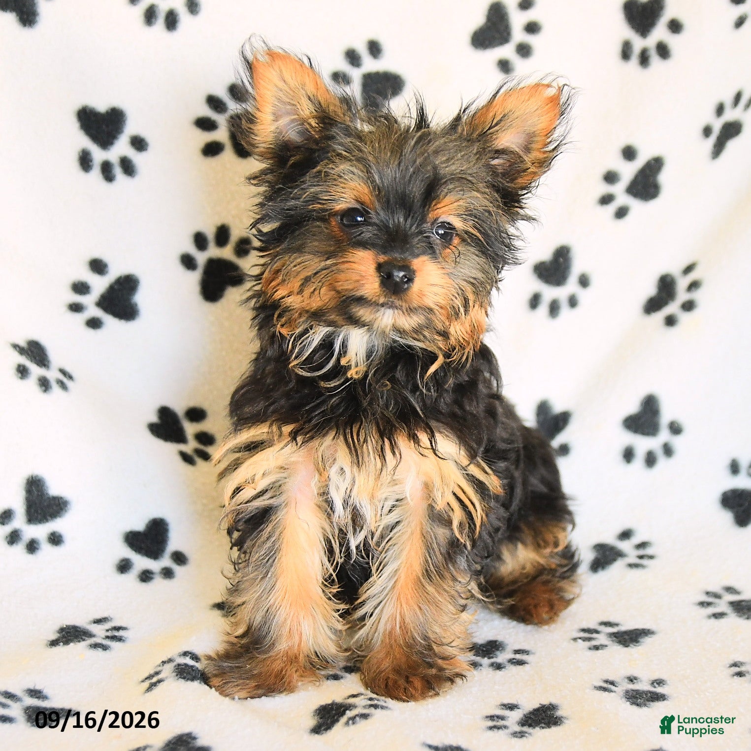 Yorkshire Terrier dogs Hamlet - Ad 1