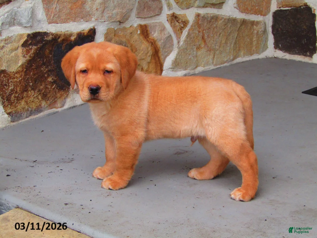 Labrador Retriever dogs for sale: Kingston - Ad 2